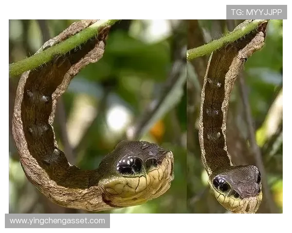 动物界的足球明星们他们的球技与魅力让人惊叹不已